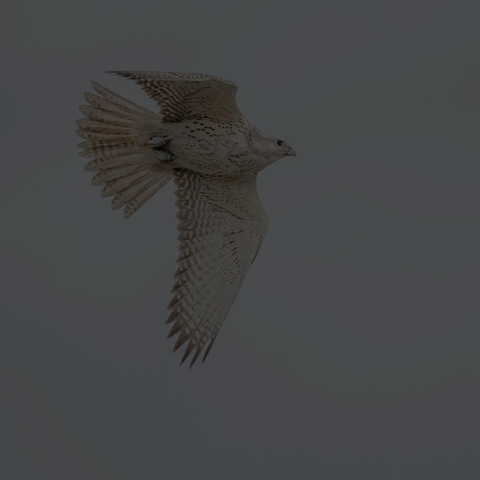 Gyrfalcon
