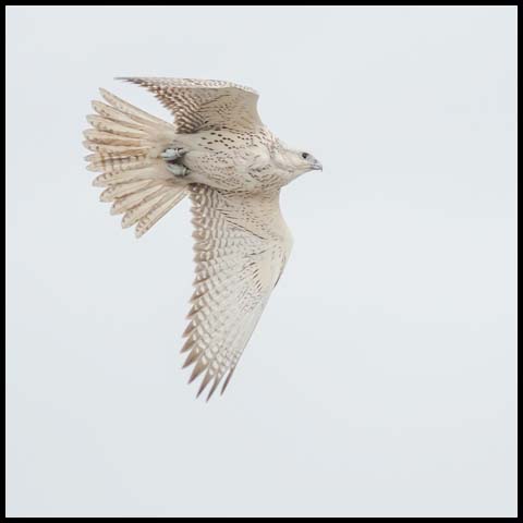 Gyrfalcon
