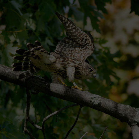 Merlin