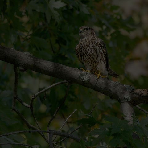 Merlin