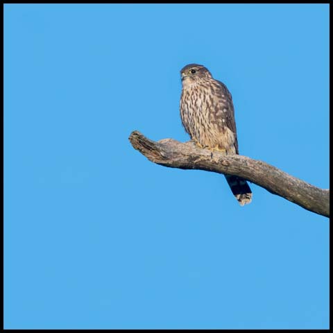 Merlin