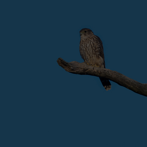 Merlin