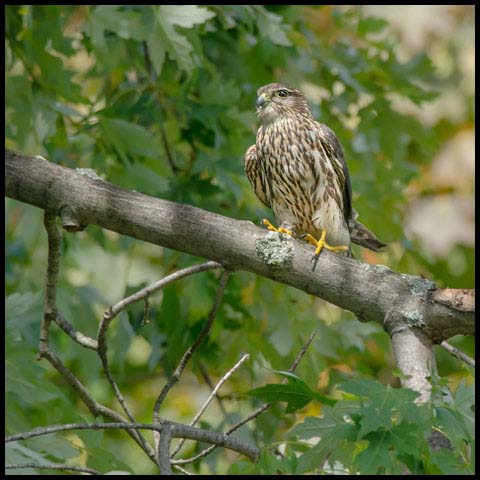 Merlin