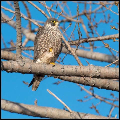 Peregrine Falcon
