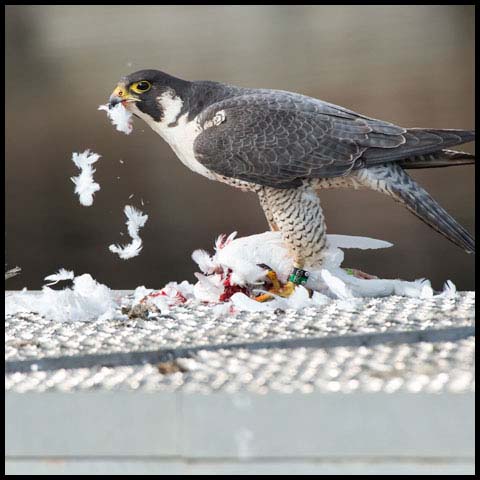 Peregrine Falcon