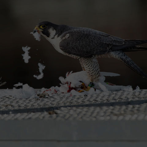 Peregrine Falcon