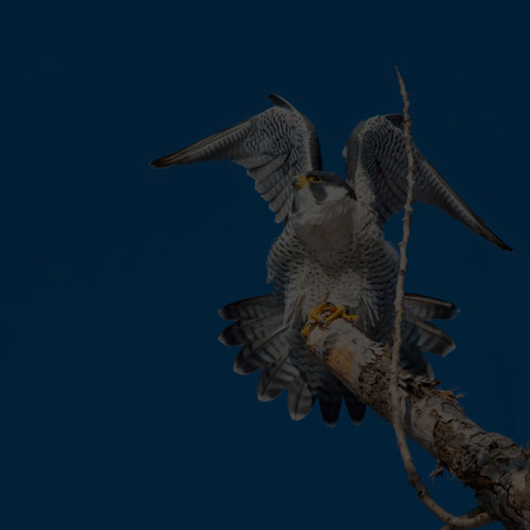 Peregrine Falcon