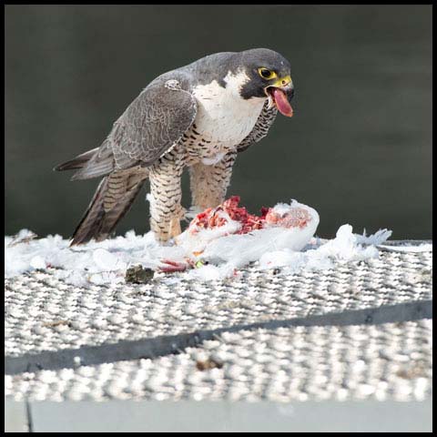 Peregrine Falcon