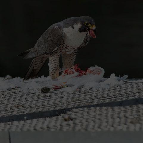 Peregrine Falcon