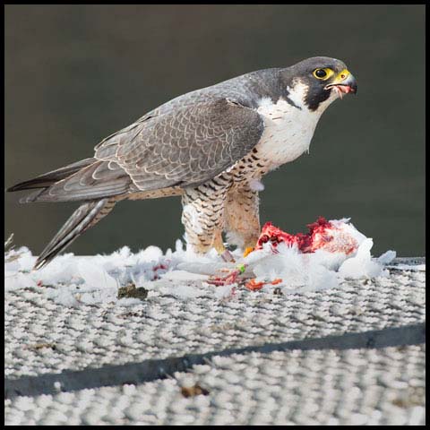 Peregrine Falcon