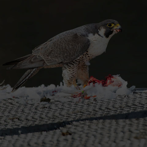 Peregrine Falcon
