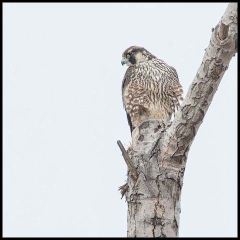 Peregrine Falcon