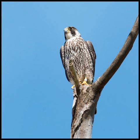 Peregrine Falcon
