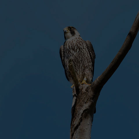 Peregrine Falcon