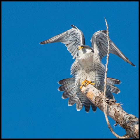 Peregrine Falcon