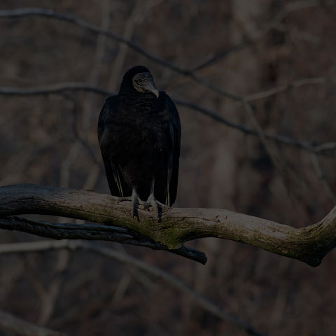 Black Vulture