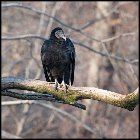 Black Vulture