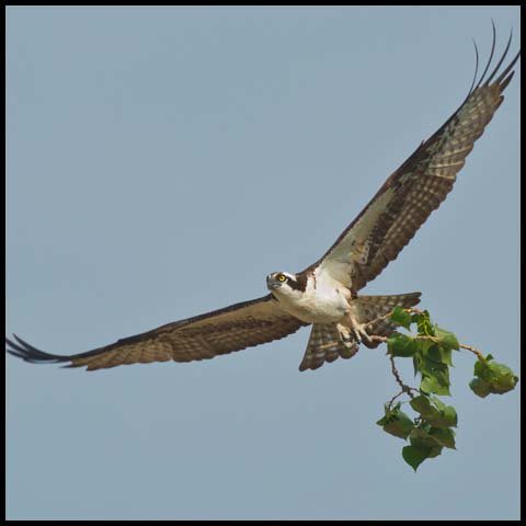 Osprey