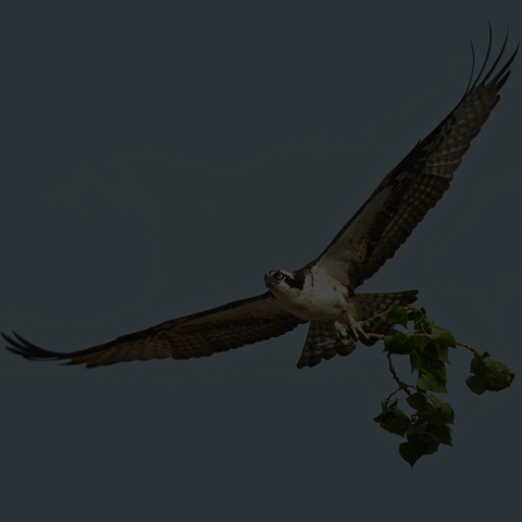 Osprey