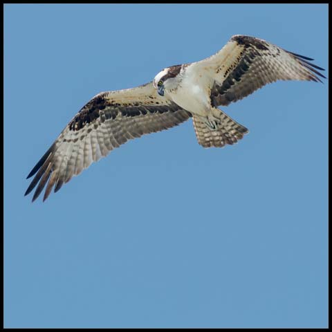 Osprey
