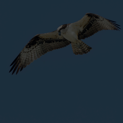 Osprey