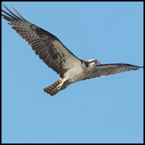 Osprey