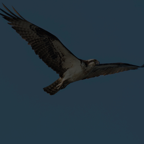 Osprey
