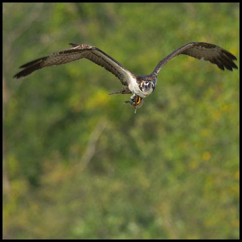 Osprey