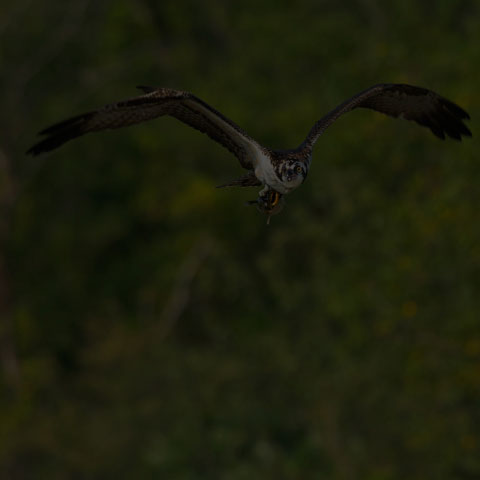 Osprey