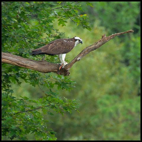 Osprey