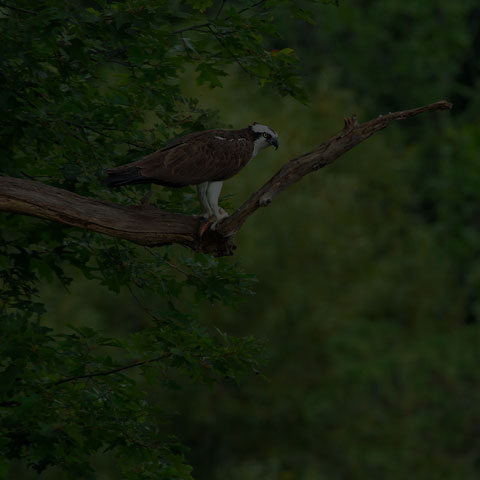 Osprey