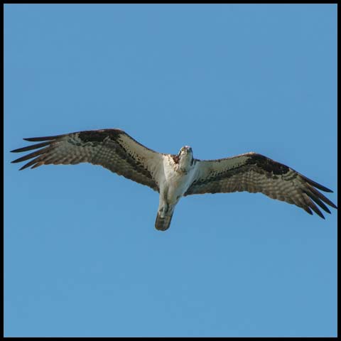Osprey