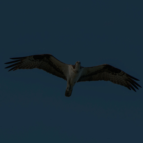 Osprey