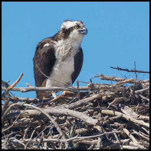 Osprey