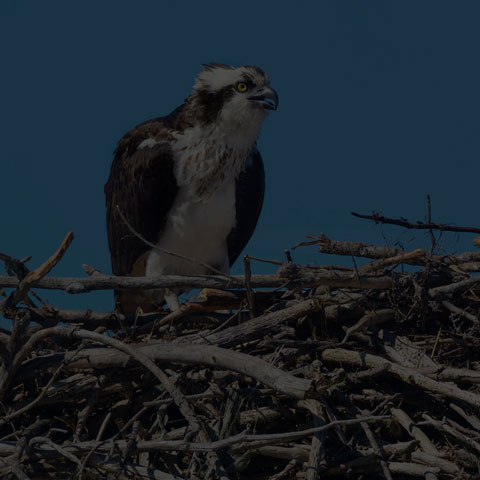 Osprey