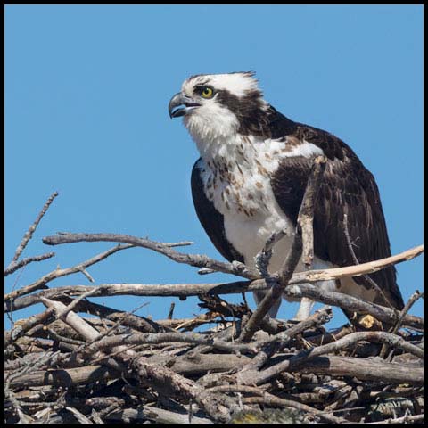 Osprey