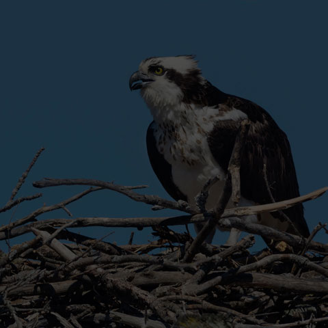 Osprey
