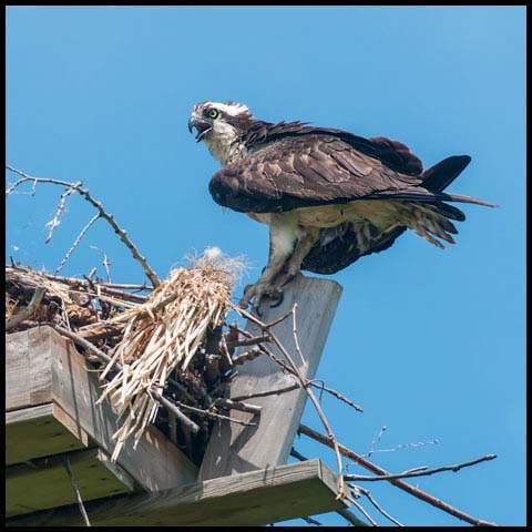 Osprey