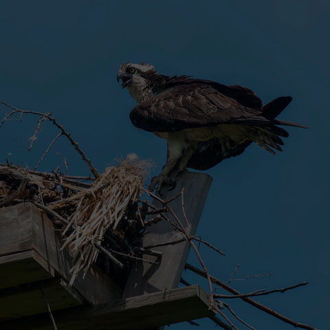 Osprey