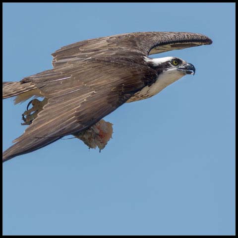 Osprey
