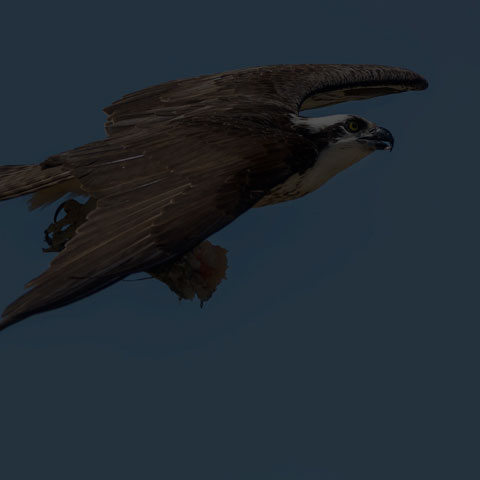 Osprey