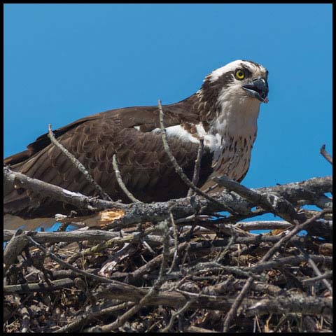 Osprey