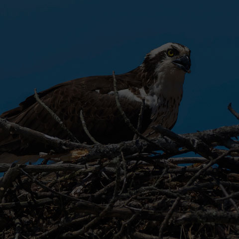 Osprey