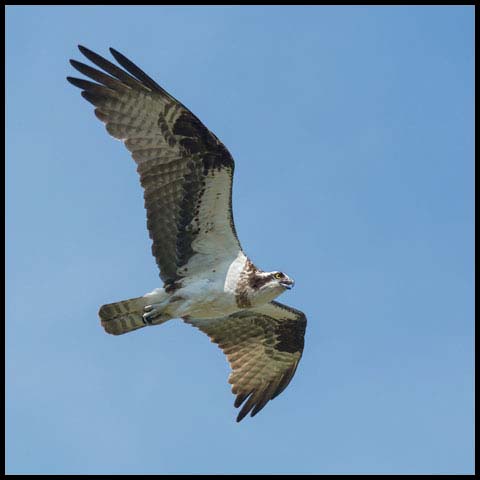 Osprey