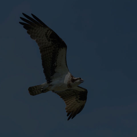 Osprey