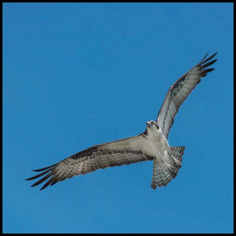 Osprey