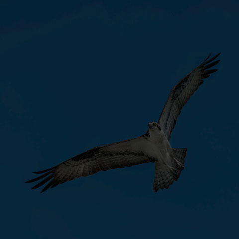 Osprey