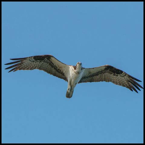 Osprey