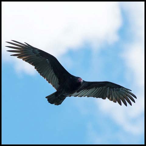 Turkey Vulture