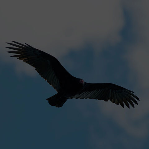 Turkey Vulture